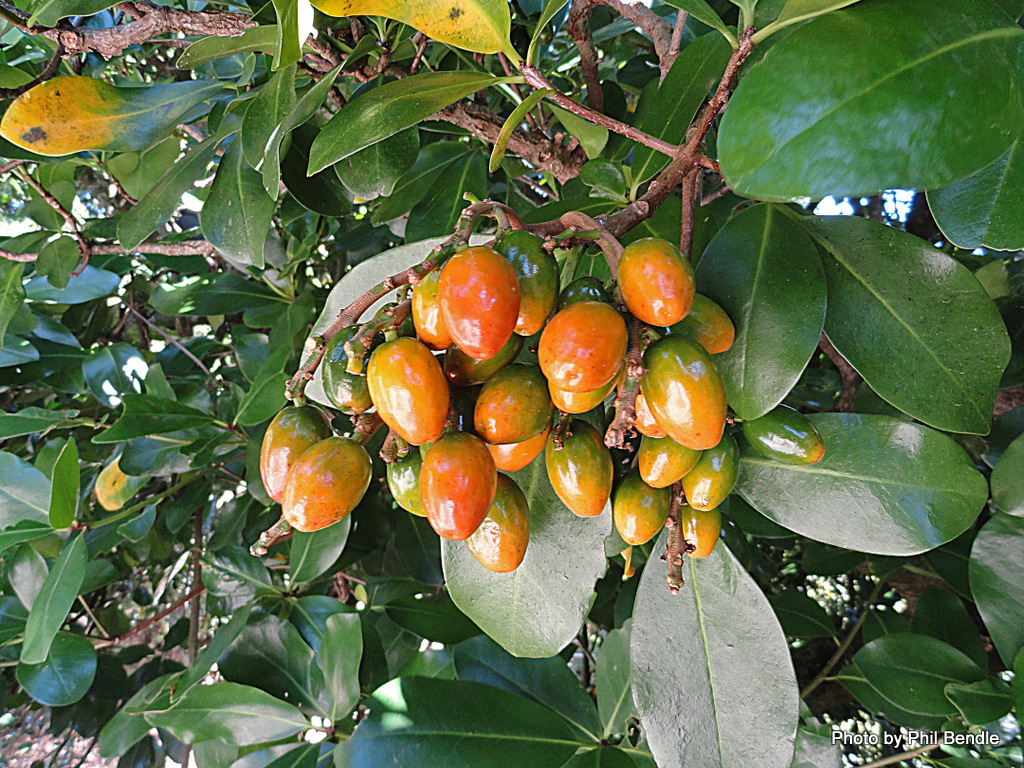 Представитель Семейства Corynocarpaceae